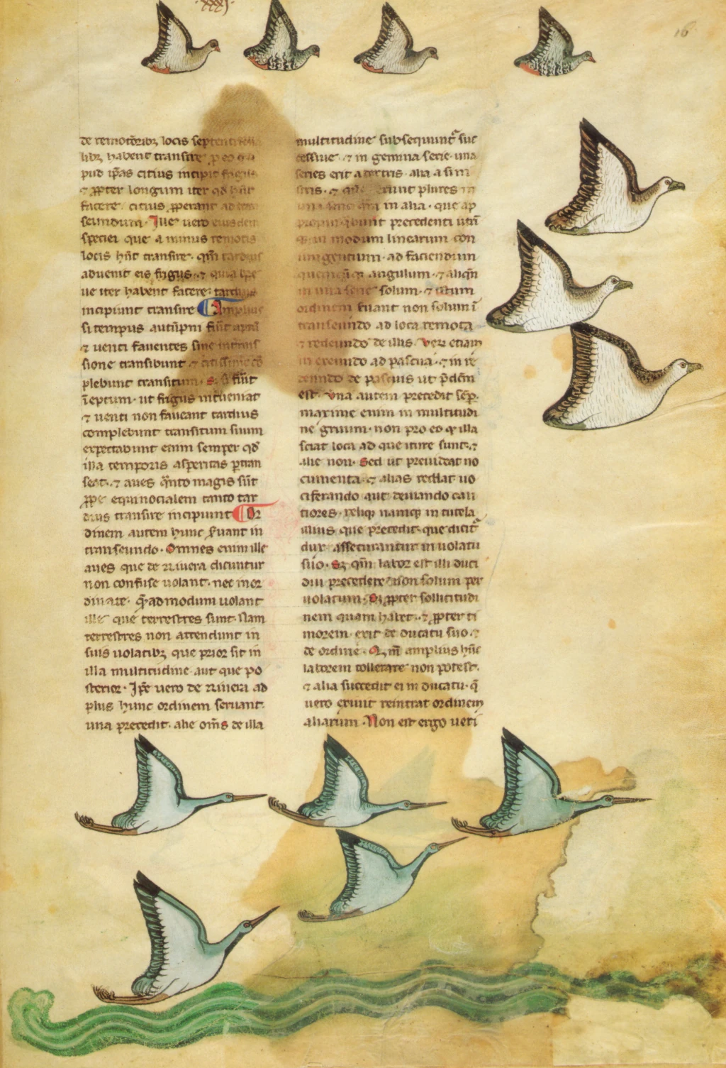 De arte venandi cum avibus. 1250