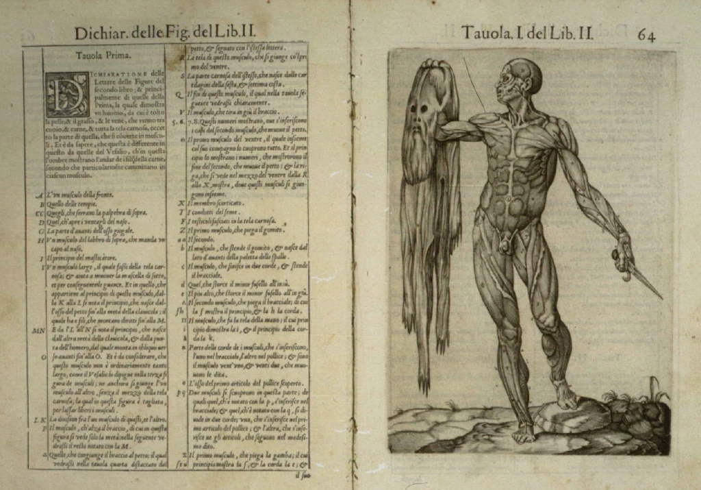 Хуан Вальверде де Амуско. Anatomia del corpo humano. Перевод (Antonio Lafreri). 1560