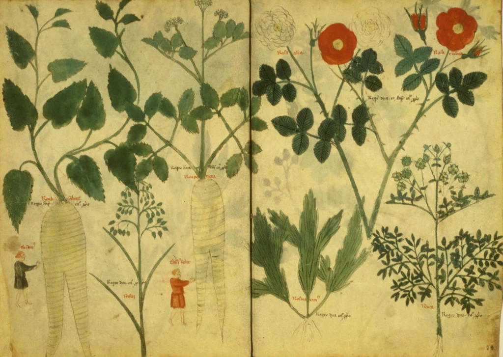 Materia Medica. Circa instans. Италия. Ⅻ век
