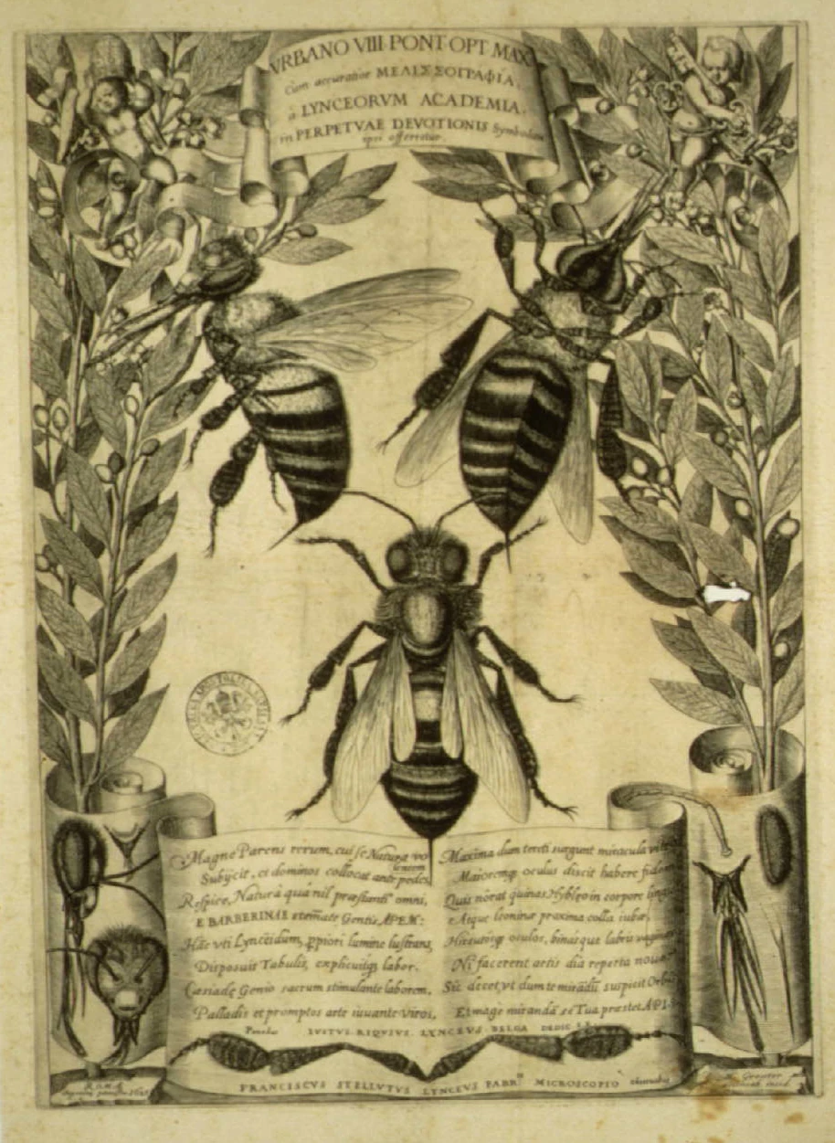 Франческо Стеллути. Melissographia. 1625