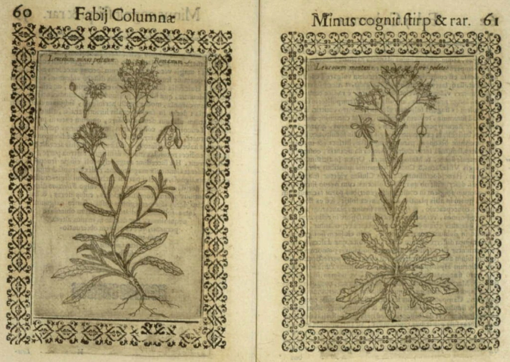 Фабио Колонная. Minus cognitarum stirpium pars altera.  1616 